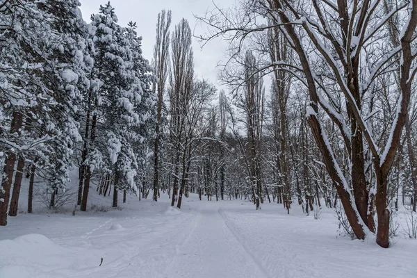 Amazing Winters aanblik met sneeuw bedekt bomen in South Park in de stad van Sofia — Stockfoto