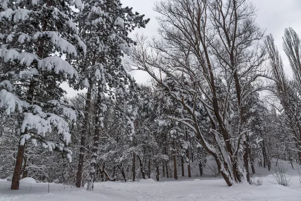 Amazing Winters aanblik met sneeuw bedekt bomen in South Park in de stad van Sofia — Stockfoto