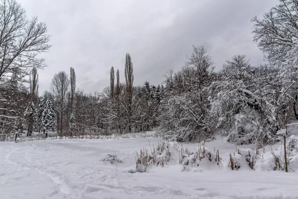 Amazing Winters aanblik met sneeuw bedekt bomen in South Park in de stad van Sofia — Stockfoto