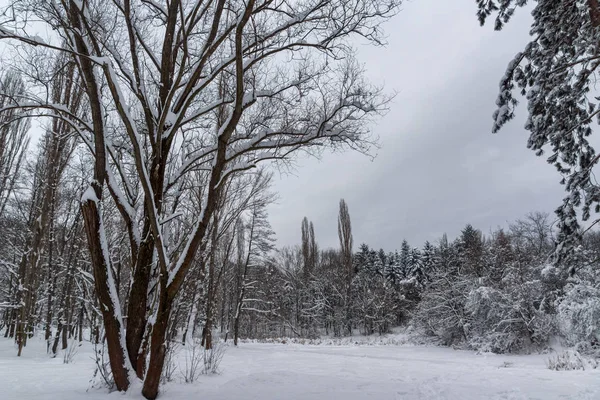 Amazing Winters aanblik met sneeuw bedekt bomen in South Park in de stad van Sofia — Stockfoto