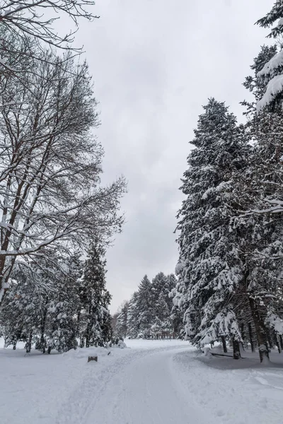 Καταπληκτική θέα του χειμώνα με το χιόνι κάλυψε δέντρα στη Νότιο Πάρκο στην πόλη της Σόφιας — Φωτογραφία Αρχείου