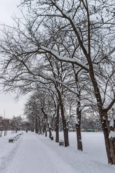 Niesamowite widok zimy ze śniegiem pokryte drzewami w South Park w Sofii — Zdjęcie stockowe