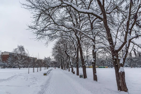 Increíble vista de invierno con árboles cubiertos de nieve en South Park en la ciudad de Sofía —  Fotos de Stock