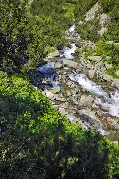 Landscape with River with clean waters,  Pirin Mountain — Stock Photo, Image