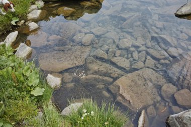 Popovo Gölü, Pirin Dağı sularda küçük balık