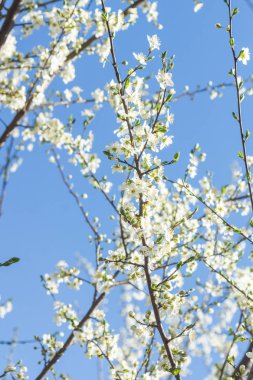 Güneşli gün ve erik ağacı beyaz bahar çiçekleri ile