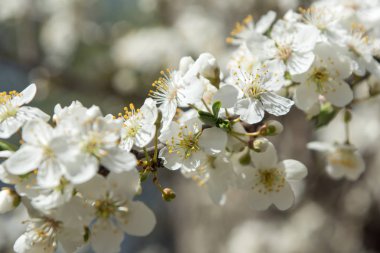 Güneşli gün ve erik ağacı beyaz bahar çiçekleri ile