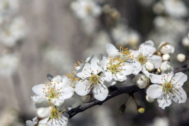 Güneşli gün ve erik ağacı beyaz bahar çiçekleri ile
