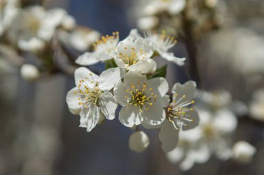 Güneşli gün ve erik ağacı beyaz bahar çiçekleri ile