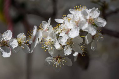 Güneşli gün ve erik ağacı beyaz bahar çiçekleri ile