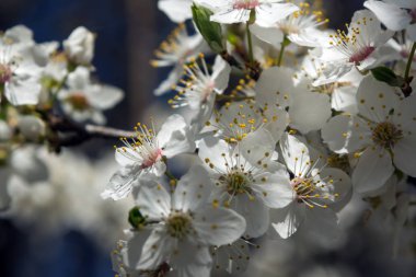Güneşli gün ve erik ağacı beyaz bahar çiçekleri ile