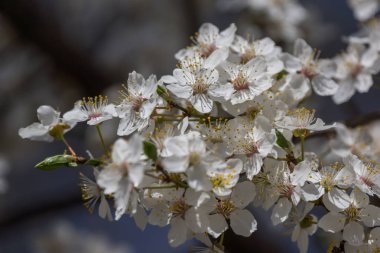 Güneşli gün ve erik ağacı beyaz bahar çiçekleri ile