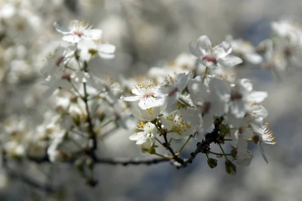 Slunečný den a švestka s bílými květy na jaře — Stock fotografie