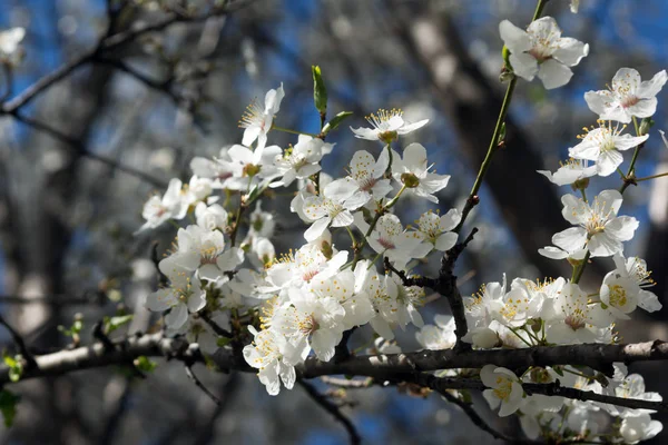 Slunečný den a švestka s bílými květy na jaře — Stock fotografie