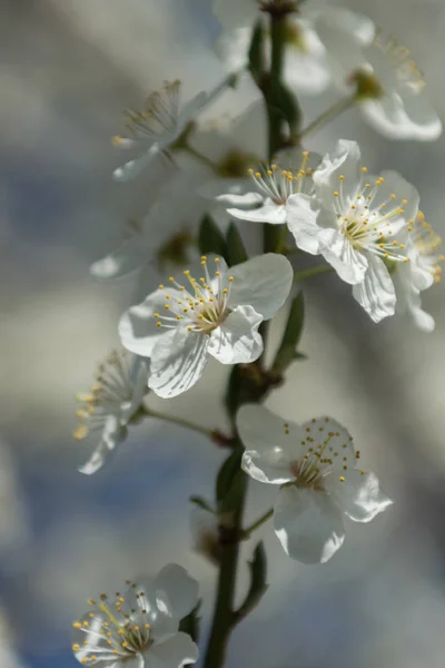 Dia ensolarado e ameixa com flores brancas da primavera — Fotografia de Stock