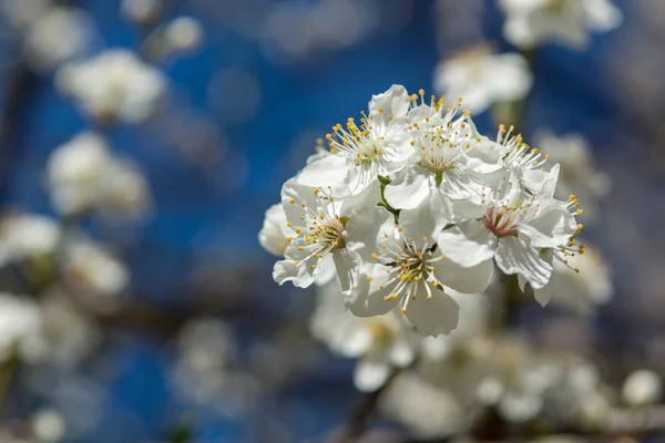 Sunny day and Plum tree with white Spring Blossoms — Stock Photo, Image