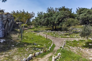 Zeytin ağaçları Thassos Adası, Doğu Makedonya ve Trakya