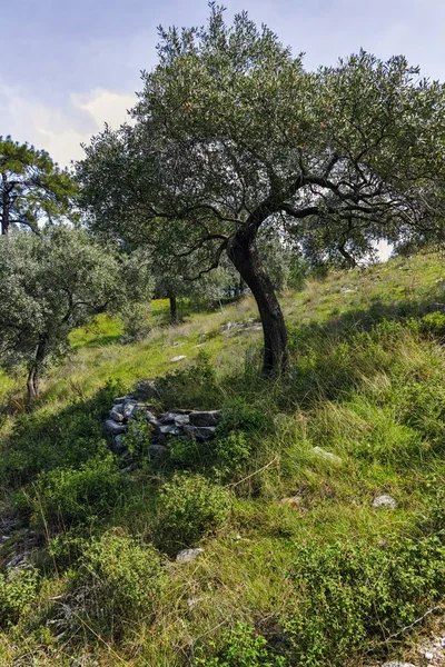 萨索斯岛岛的橄榄树东马其顿和色雷斯 — 图库照片