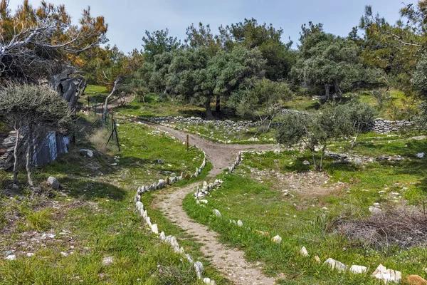 萨索斯岛岛的橄榄树东马其顿和色雷斯 — 图库照片