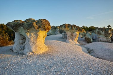 Taş Beli plast Köyü, Bulgaristan doğumundan itibaren sarı renkli mantar