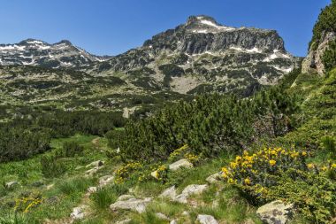 Dzhangal tepe ve Pirin Dağı bahar çiçekleri ile şaşırtıcı görünümü