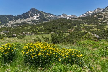 Sivrya tepe ve Pirin Dağı bahar çiçekleri ile şaşırtıcı görünümü
