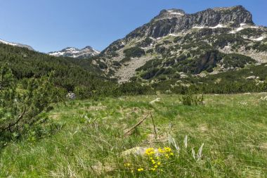 Dzhangal tepe ve Pirin Dağı bahar çiçekleri ile şaşırtıcı görünümü