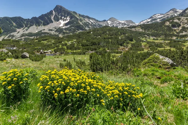 Amazing view with Sivrya peak and Spring flowers in Pirin Mountain — Stock Photo, Image