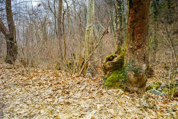 Vue imprenable sur la forêt d'hiver dans la montagne Belasitsa — Photo