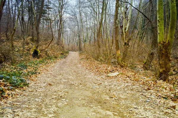 Increíble vista del bosque de invierno en la montaña Belasitsa — Foto de Stock