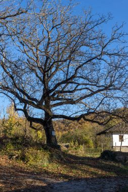 Bozhentsi, Bulgaristan - 29 Ekim 2016: Bozhentsi Köyü, Gabrovo bölgesi sonbahar ağaçlarda yoIda