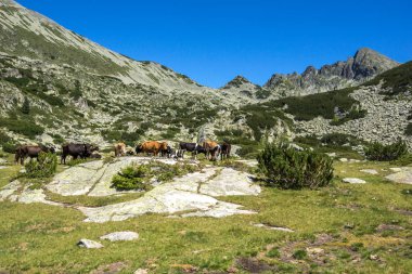Dzhangal tepe ve çayırlar, Pirin Dağı üzerinde ineklerin ile muhteşem manzara