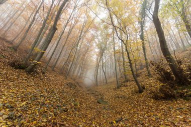 Sonbahar yatay, sarı ağaçlar, Vitosha Mountain, Bulgaria