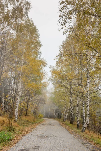 Осенний пейзаж с желтыми деревьями, горы Витоша, Болгария — стоковое фото