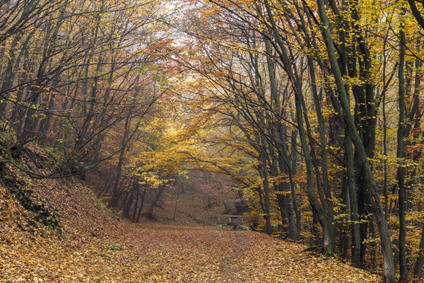 Осенний пейзаж с желтыми деревьями, горы Витоша, Болгария
