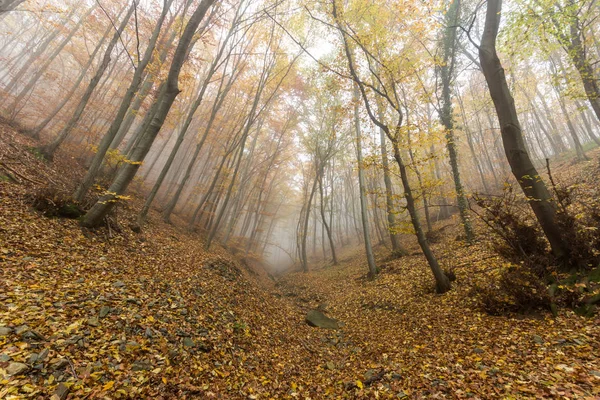 Paisaje otoñal con árboles amarillos, Montaña Vitosha, Bulgaria — Foto de Stock