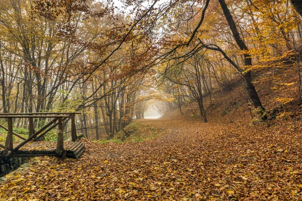 Jesiennego krajobrazu z żółty drzewa, góry Witosza, Bułgaria — Zdjęcie stockowe