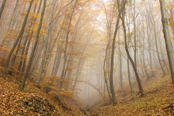 Paisaje otoñal con árboles amarillos, Montaña Vitosha, Bulgaria — Foto de Stock