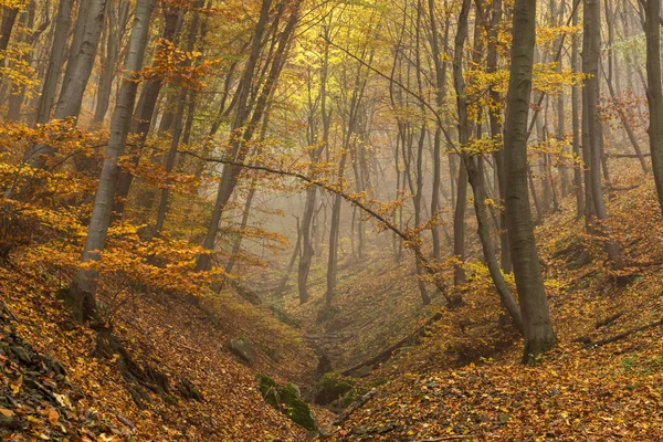Jesiennego krajobrazu z żółty drzewa, góry Witosza, Bułgaria — Zdjęcie stockowe
