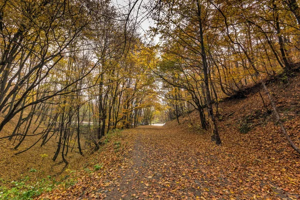 Осенний пейзаж с желтыми деревьями, горы Витоша, Болгария — стоковое фото