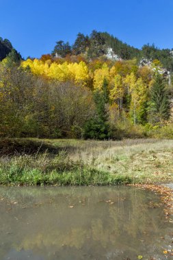 Sarı ağaçlar ve Buynovsko gorge, Rodop Dağları sonbahar manzarası