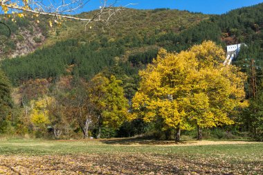 Sarı ağacın yanında Pancharevo Gölü, Sofya şehir bölgesi sonbahar yatay