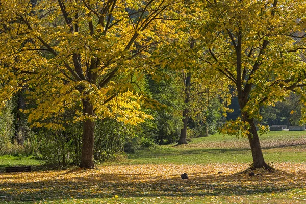 Осенний пейзаж с желтым деревом возле озера Панчарево, Софийская область — стоковое фото