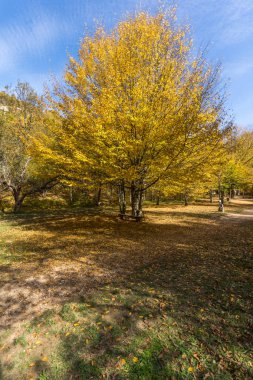 Sarı Şeytan town Radan dağ yakınındaki, sonbahar yatay