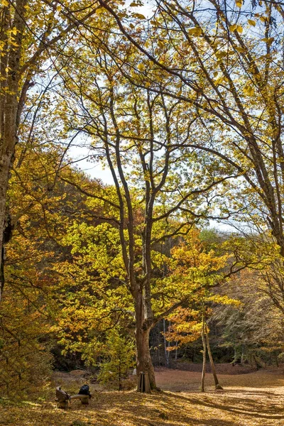 Paisaje de otoño con amarillo cerca de la ciudad del diablo en la montaña Radan —  Fotos de Stock