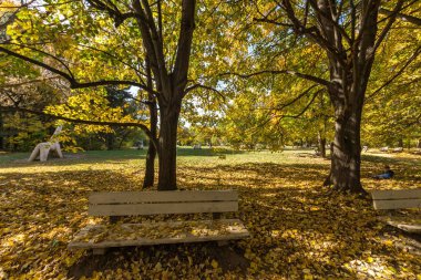 Sofya şehir South Park'taki sarı ağaçları ile sonbahar manzara