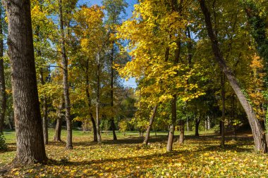 Sofya şehir South Park'taki sarı ağaçları ile sonbahar manzara