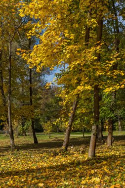 Sofya şehir South Park'taki sarı ağaçları ile sonbahar manzara