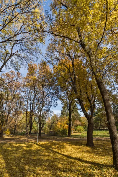 Paysage d'automne avec arbres jaunes dans South Park dans la ville de Sofia — Photo