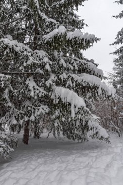 Ağaçlar Bulgaristan Sofya şehir South Park'taki kış manzarası kar ile kaplı